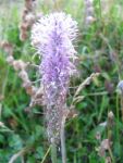 IMG_4768.jpg